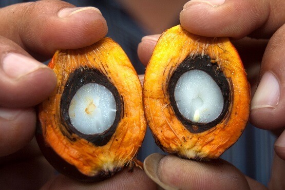Palm Oil Facts That You Must Know