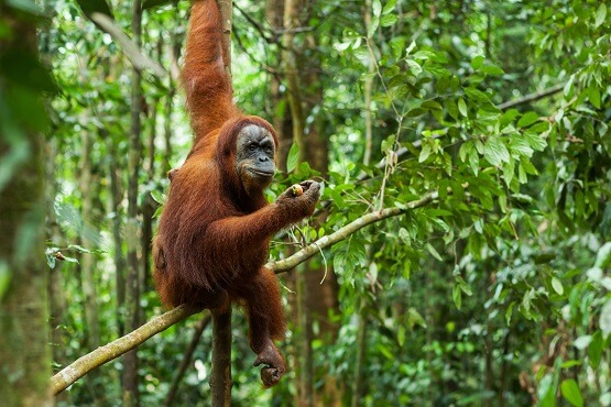 Orangutan small