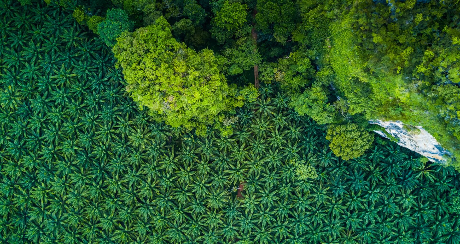 Palm oil plantation air view