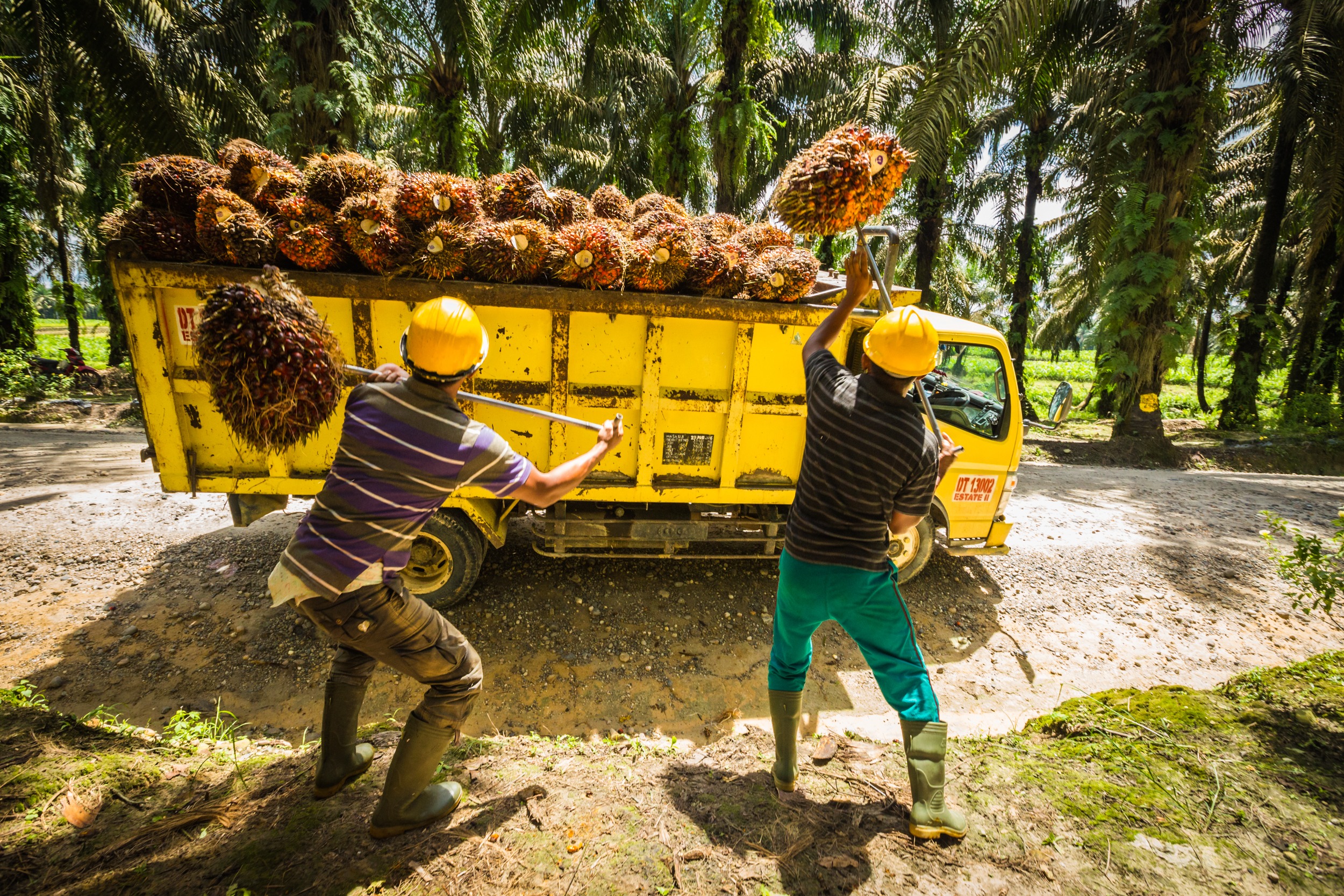 Process de production Palm Oil-298